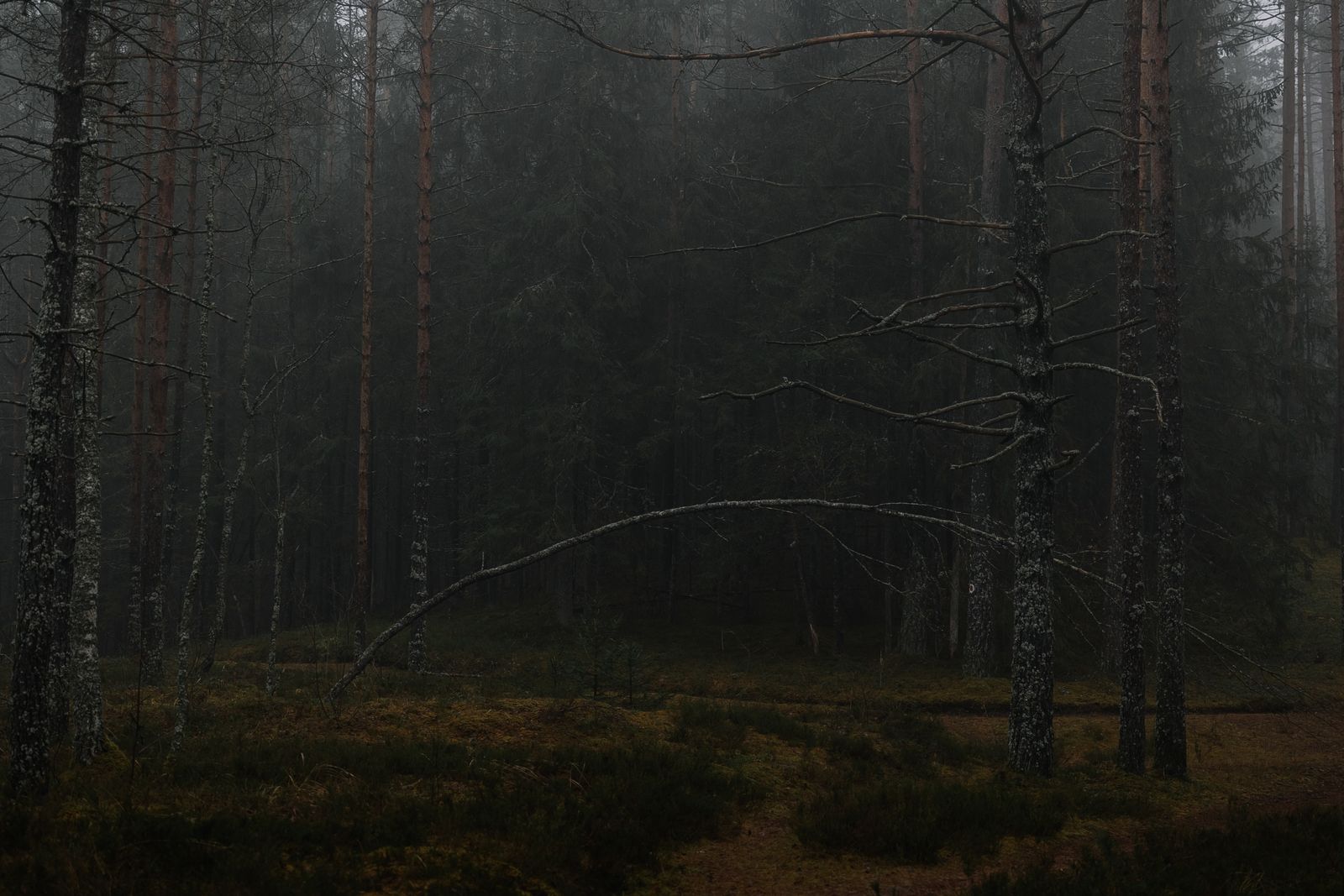 Layers of conifer trees disappearing into a soft bank of grey mist