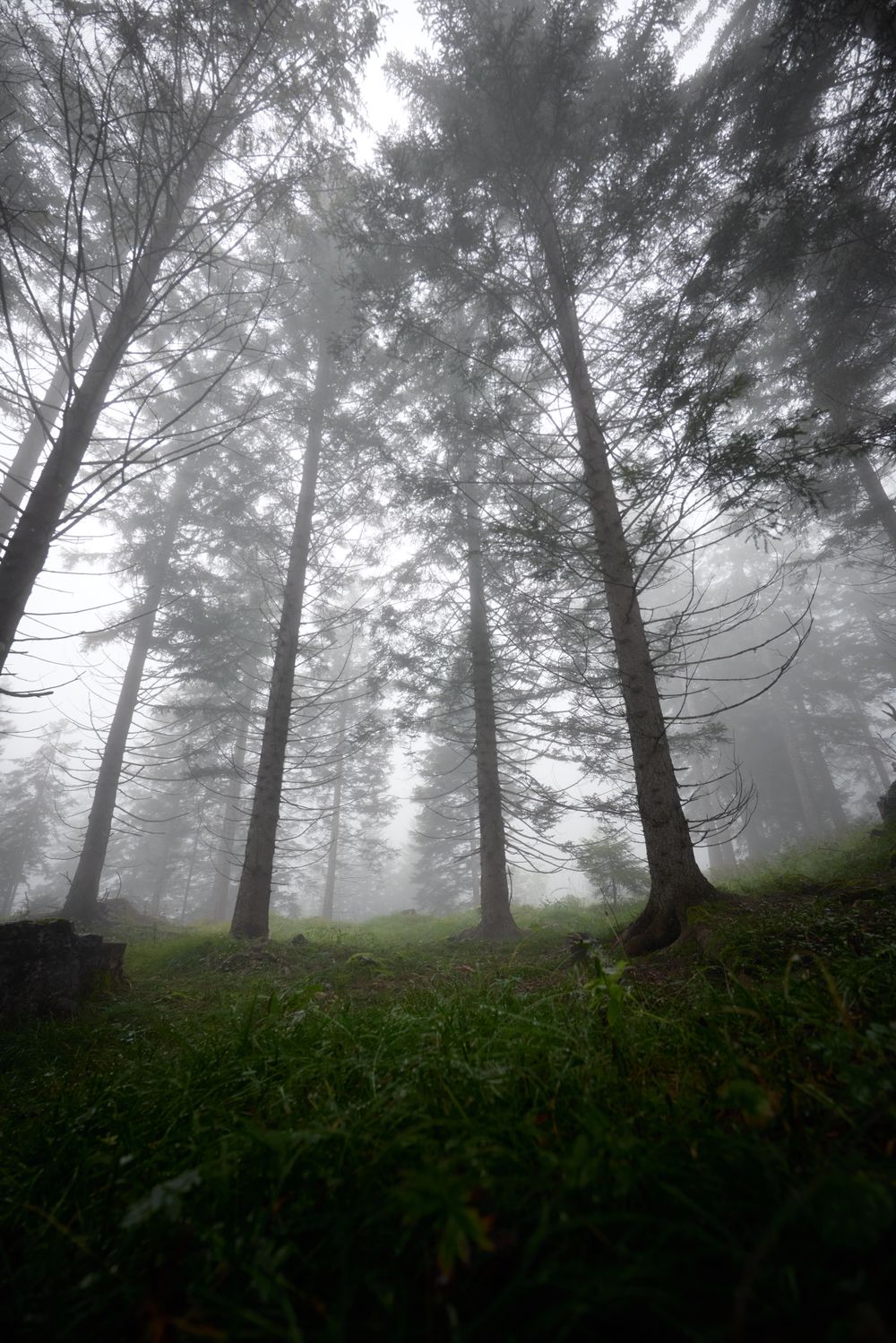 Tall pine trees rising into thick pale mist in a vertical forest photograph